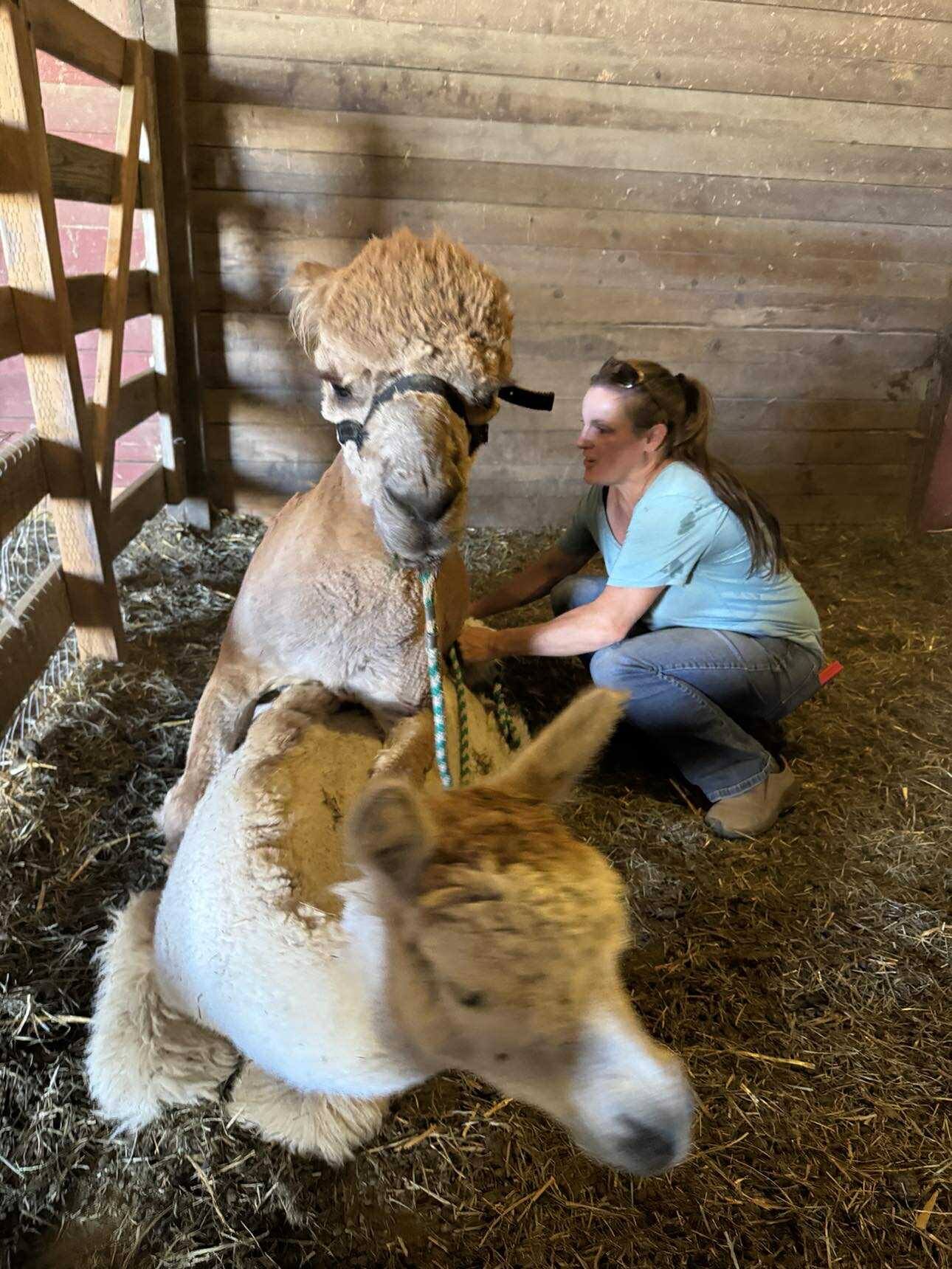 {{brizy_dc_image_alt imageSrc=