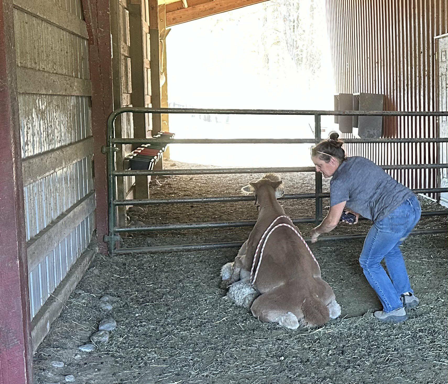 {{brizy_dc_image_alt imageSrc=