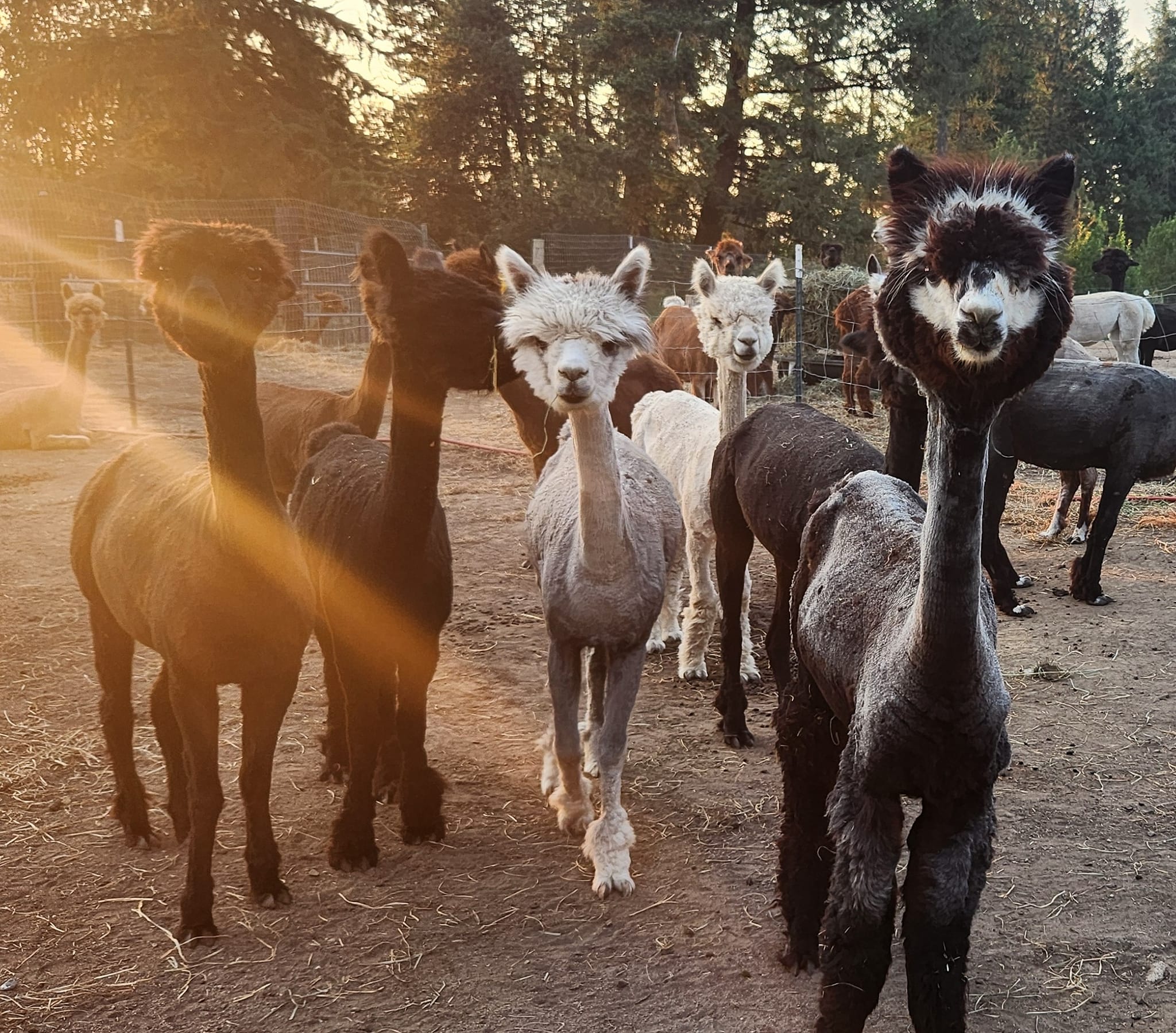 {{brizy_dc_image_alt imageSrc=