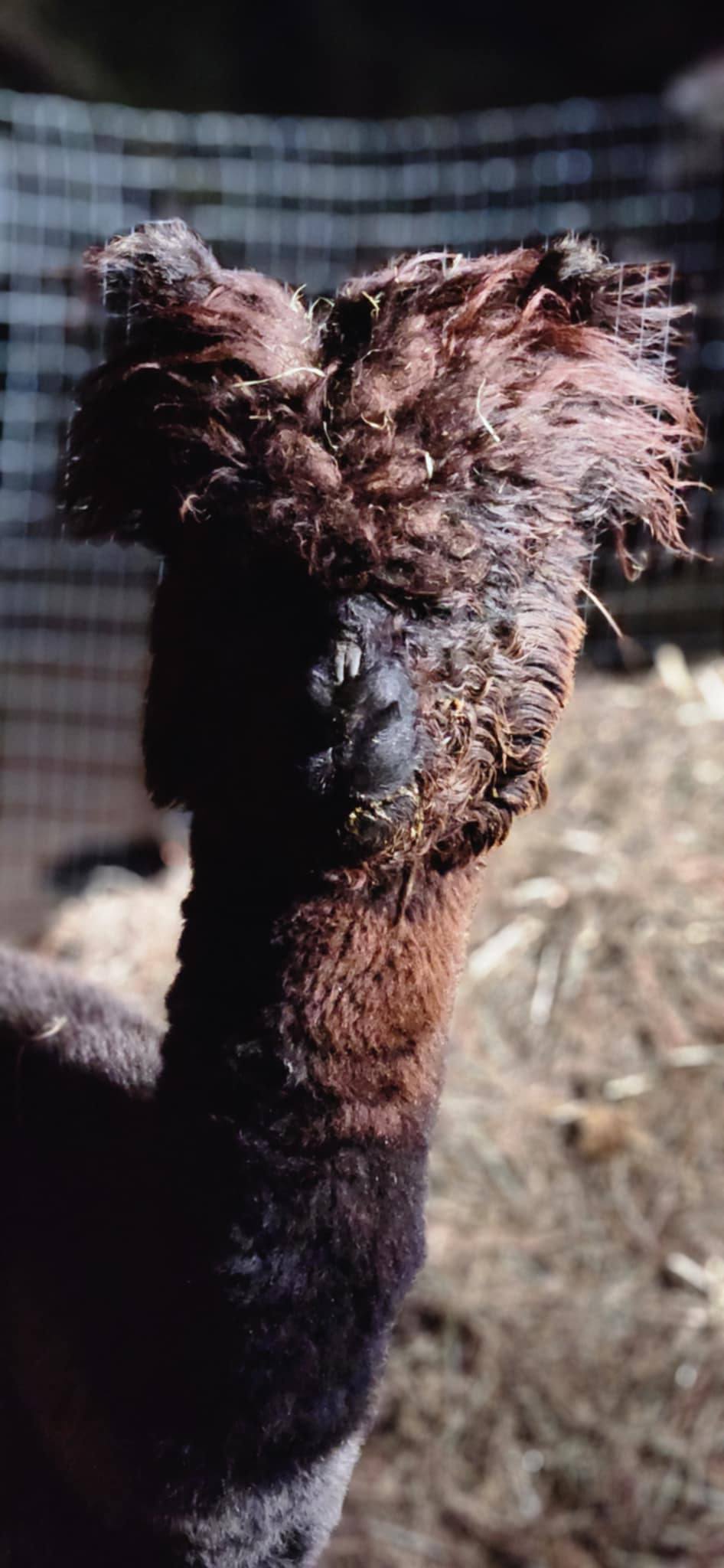 {{brizy_dc_image_alt imageSrc=