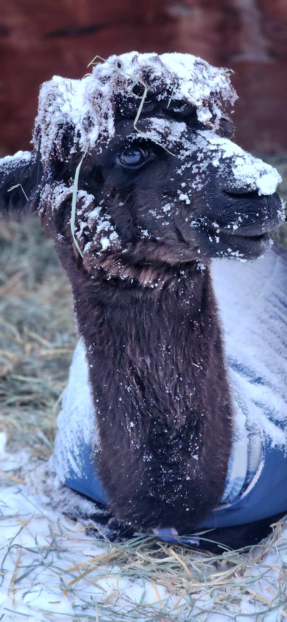 {{brizy_dc_image_alt imageSrc=