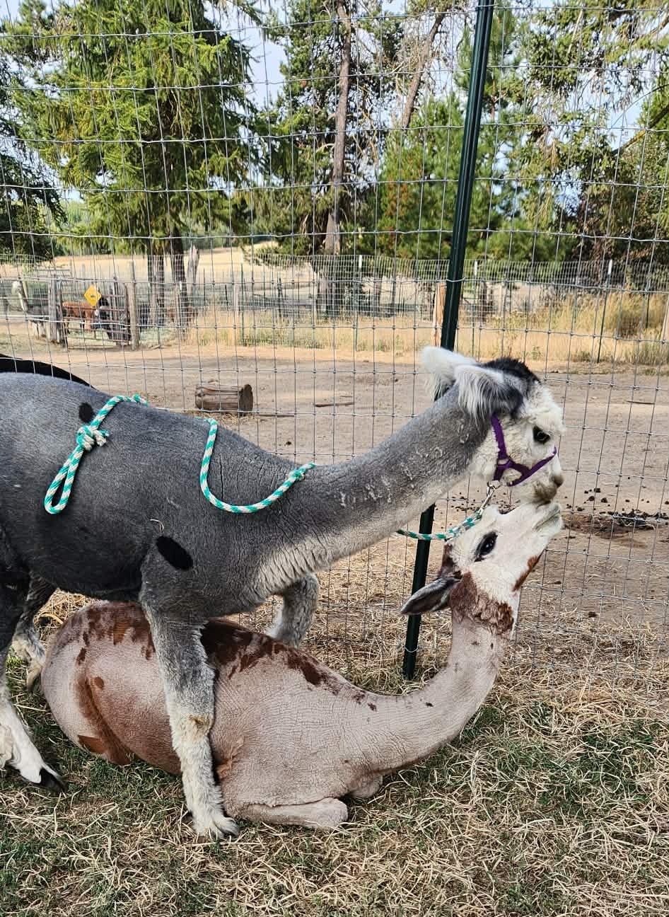 {{brizy_dc_image_alt imageSrc=