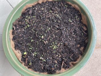 Fiber mat sprouts