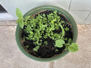 fiber pot